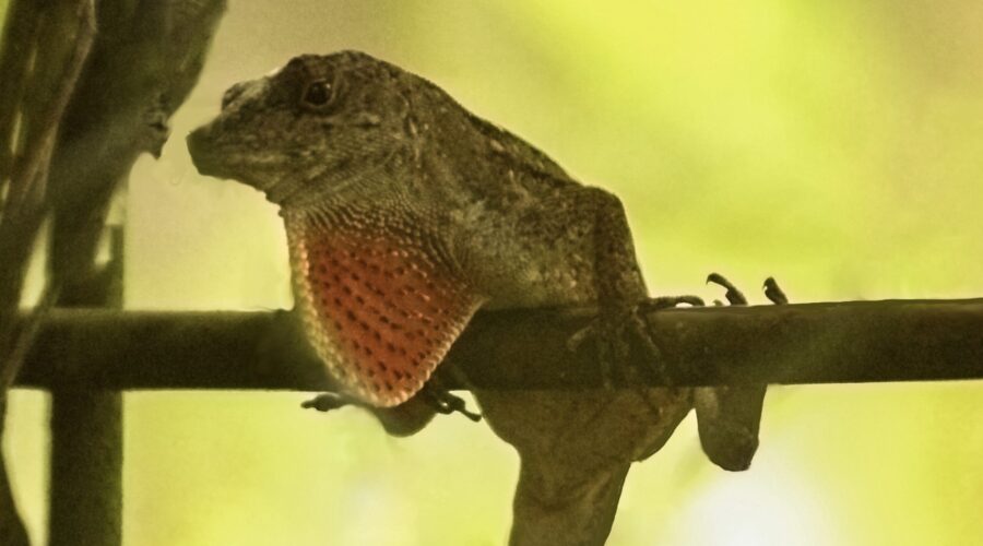 A green anole pushes out his colorful dewlap to warn others out of his territory.