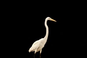 A great egret wades through the water casting a very nice reflection as it goes.