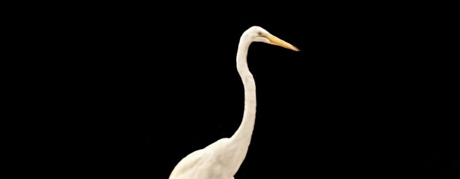 A great egret wades through the water casting a very nice reflection as it goes.