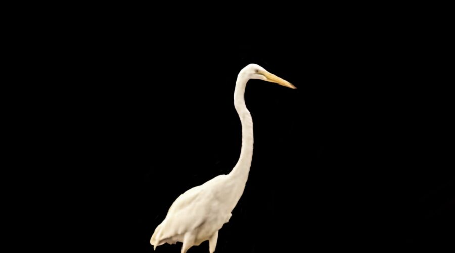 A great egret wades through the water casting a very nice reflection as it goes.