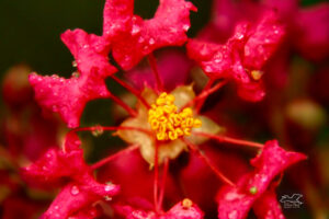 A ring of crepe myrtle flowers resembles a wheel with multiple spokes.