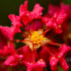 Colorful Crepe Myrtles are Even More Beautiful After Rain