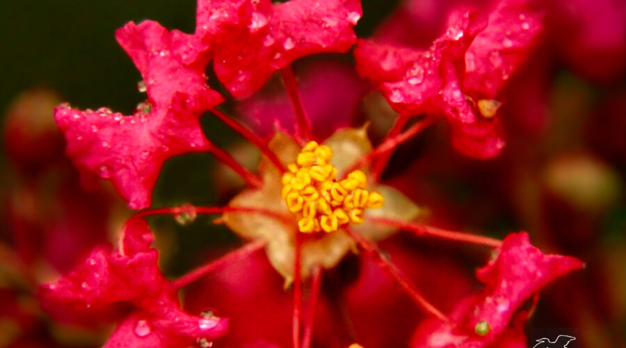 A ring of crepe myrtle flowers resembles a wheel with multiple spokes.