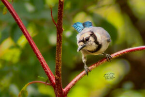 A rather shy blue jay looks longingly, but cautiously at what’s available to eat on the ground below.