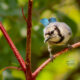 Not All Beautiful Blue Jays are Aggressive