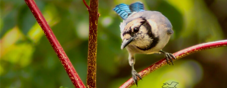 A rather shy blue jay looks longingly, but cautiously at what’s available to eat on the ground below.