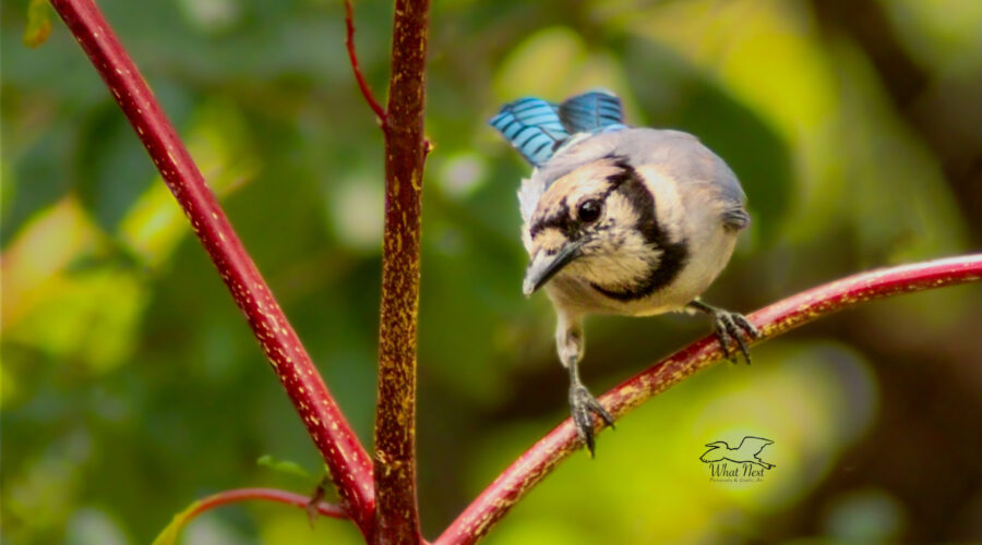 A rather shy blue jay looks longingly, but cautiously at what’s available to eat on the ground below.