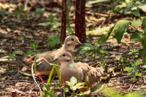 A pair of mourning doves stroll around the forest floor, looking for food.