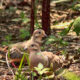 Mourning Doves are Common and Interesting North American Birds