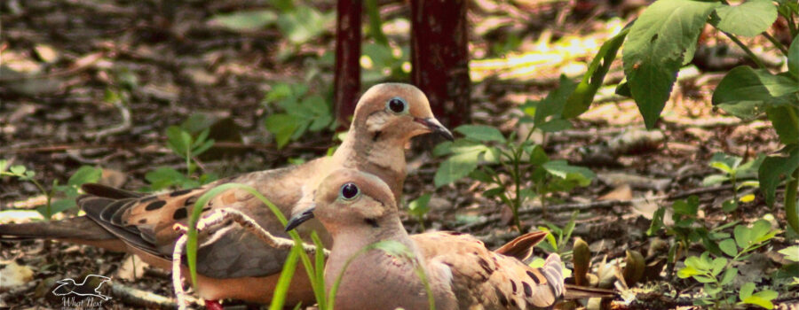 A pair of mourning doves stroll around the forest floor, looking for food.