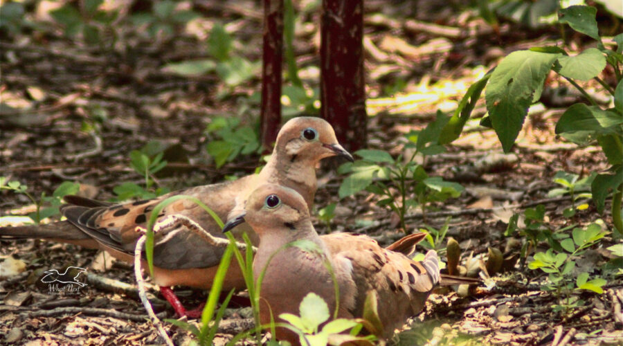 A pair of mourning doves stroll around the forest floor, looking for food.