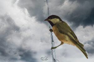 A Carolina chickadee perches on a tree twig as a storm rolls in.