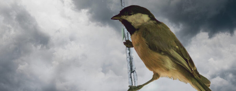 A Carolina chickadee perches on a tree twig as a storm rolls in.