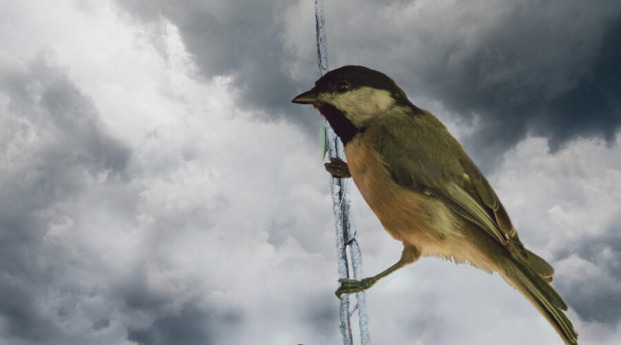 A Carolina chickadee perches on a tree twig as a storm rolls in.