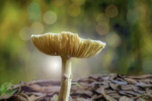 A small mushroom pops up through the leaf litter on the forest floor.