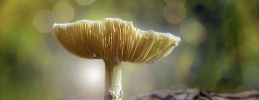 A small mushroom pops up through the leaf litter on the forest floor.