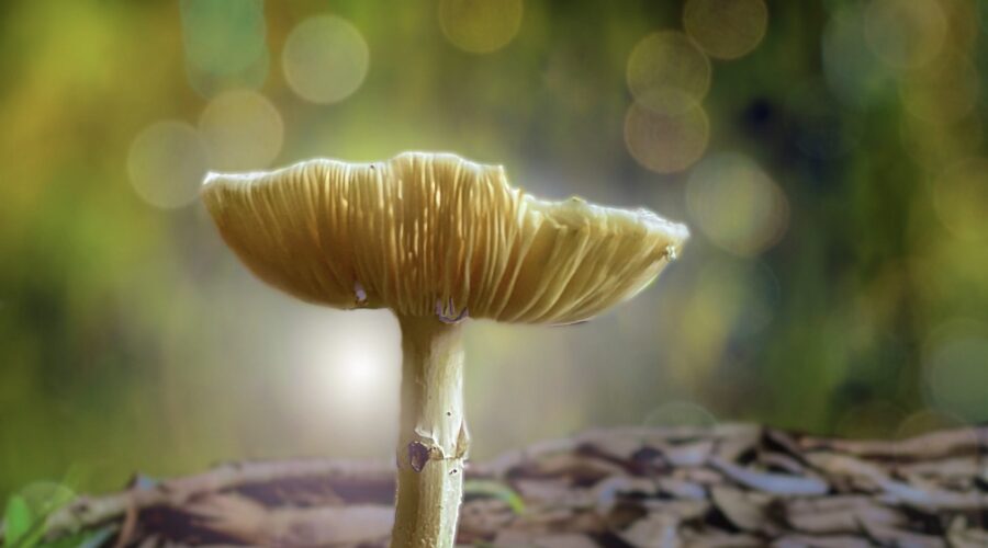 A small mushroom pops up through the leaf litter on the forest floor.