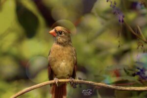 A young female cardinal looks up from her preening as if someone just said something crazy to her.