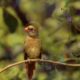 The Beautiful Young Cardinals are a Lot of Fun