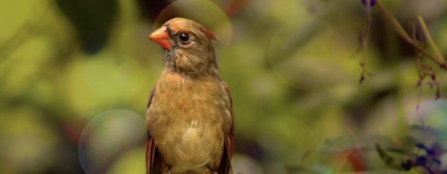 A young female cardinal looks up from her preening as if someone just said something crazy to her.