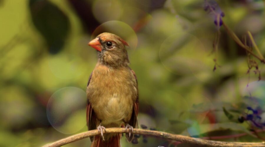 A young female cardinal looks up from her preening as if someone just said something crazy to her.