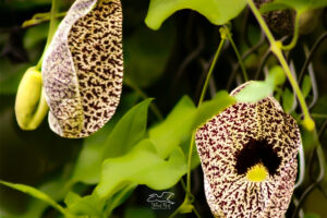 Pipevine flowers are so named because of their unusual shape resembling a Dutch pipe.