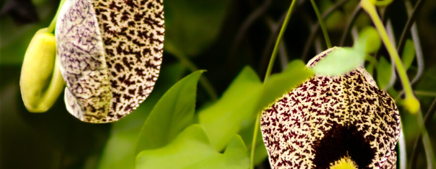 Pipevine flowers are so named because of their unusual shape resembling a Dutch pipe.