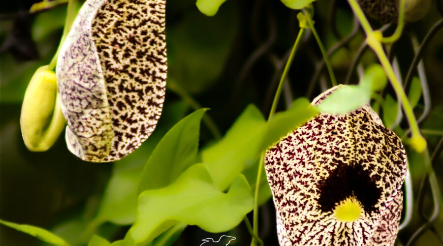 Pipevine flowers are so named because of their unusual shape resembling a Dutch pipe.