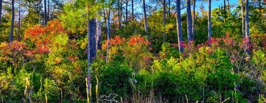 The pine flatwoods have other trees besides pines, and many of them have beautiful fall color.