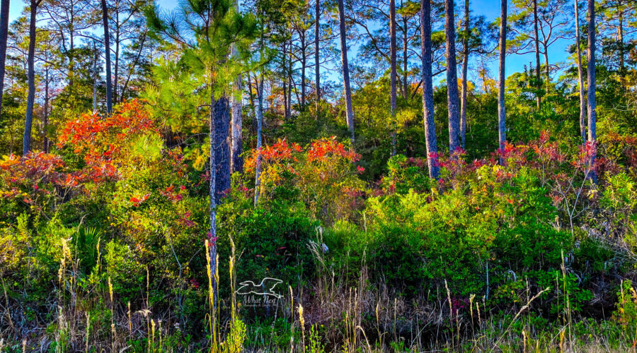 The pine flatwoods have other trees besides pines, and many of them have beautiful fall color.