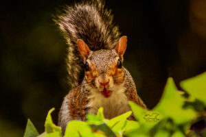 An eastern grey squirrel looks up suddenly with a mouth full of food.