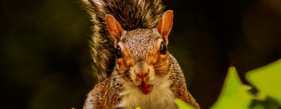 An eastern grey squirrel looks up suddenly with a mouth full of food.