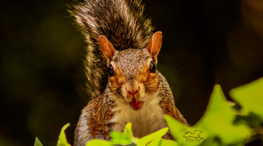 An eastern grey squirrel looks up suddenly with a mouth full of food.