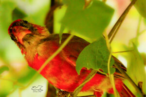 A young male northern cardinal looks upwards to see what’s above him in the vines.