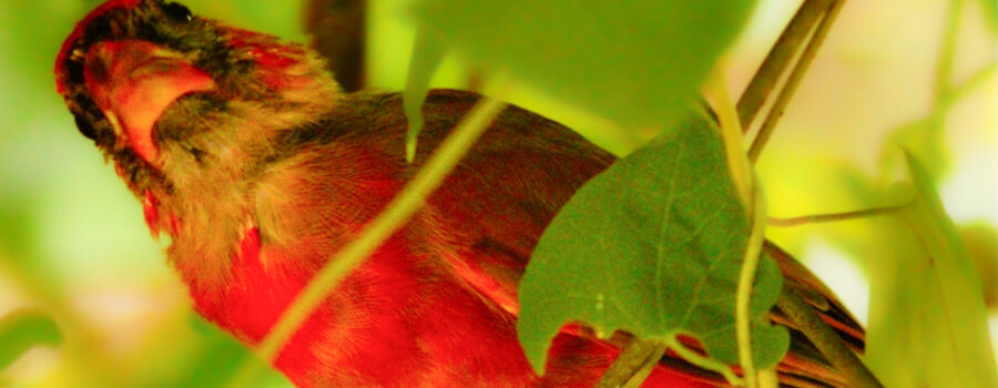 A young male northern cardinal looks upwards to see what’s above him in the vines.
