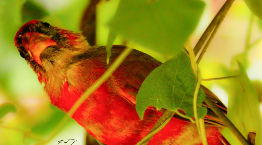 A young male northern cardinal looks upwards to see what’s above him in the vines.