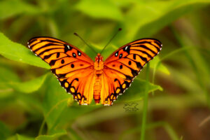 The fall group of gulf fritillary butterflies are now hatching and enjoying the flowers.