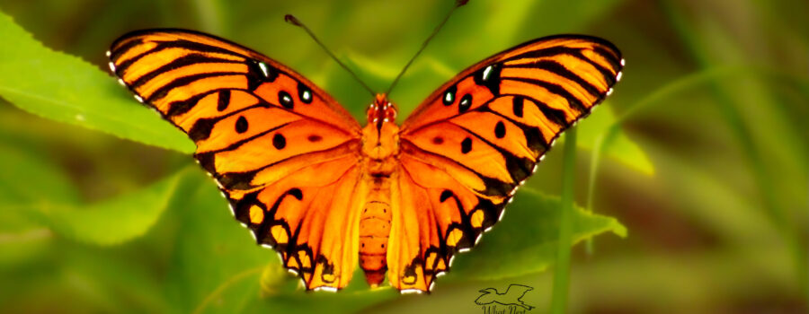 The fall group of gulf fritillary butterflies are now hatching and enjoying the flowers.