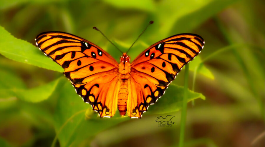 The fall group of gulf fritillary butterflies are now hatching and enjoying the flowers.