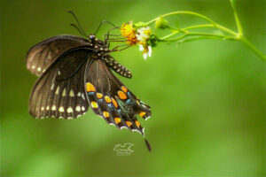 A spicebush swallowtail butterfly grabs a flower with all its legs before beginning to sip nectar.