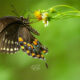 Spicebush Swallowtails are Strikingly Colorful Butterflies