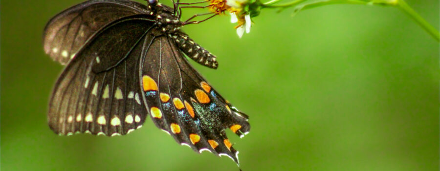 A spicebush swallowtail butterfly grabs a flower with all its legs before beginning to sip nectar.