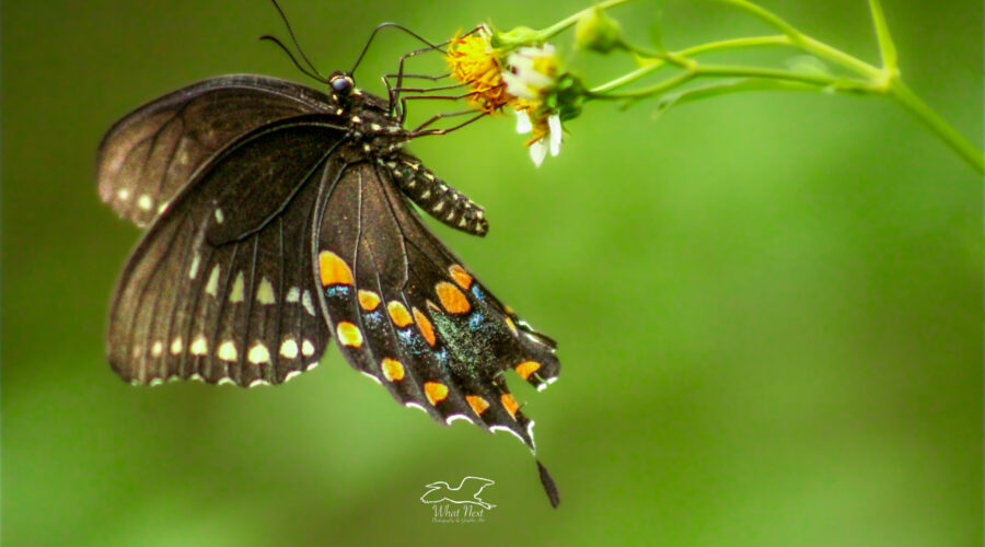 A spicebush swallowtail butterfly grabs a flower with all its legs before beginning to sip nectar.