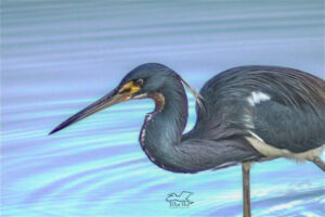 A tricolored heron stalks through the water in a determined search for fish to catch.