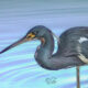 The Beautiful Tricolored Heron is a Highly Efficient, Adept Fisherman