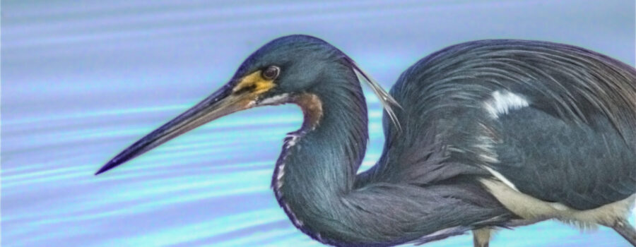 A tricolored heron stalks through the water in a determined search for fish to catch.