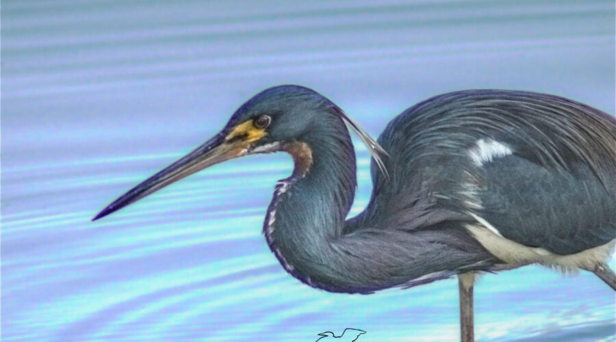 A tricolored heron stalks through the water in a determined search for fish to catch.