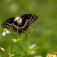 Palamedes Butterflies are a Big Fall Sensation