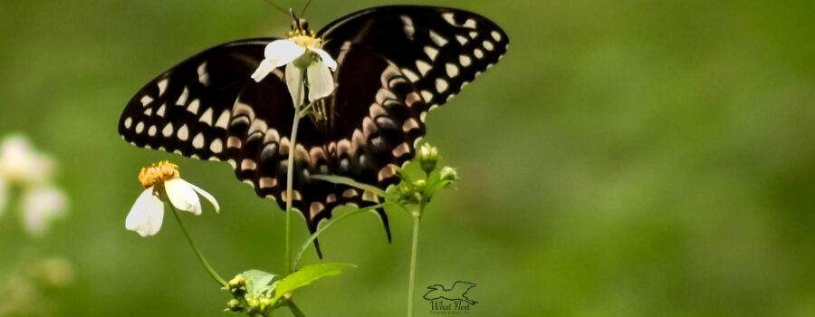 A Palamedes swallowtail butterfly as seen from below.