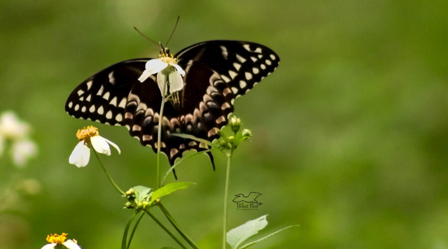 A Palamedes swallowtail butterfly as seen from below.